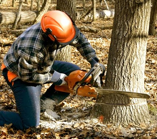Tree Removal in Wiergate, TX